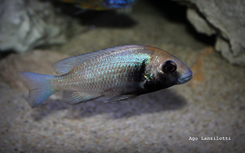 Placidochromis sp. 'phenochilus gissel' Border